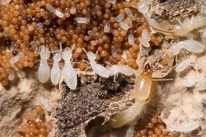 Diệt mối giá rẻ