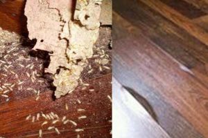 Diệt mối bằng phương pháp sinh học