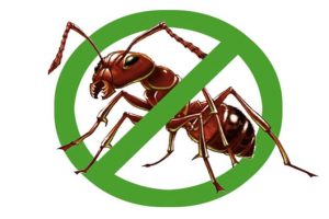 DỊCH VỤ DIỆT KIẾN TẠI HÀ NỘI. DỊCH VỤ DIỆT KIẾN GIÁ RẺ CỦA ĐÔNG Á