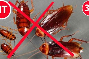 DỊCH VỤ DIỆT GIÁN TẠI HÀ NỘI. CÁCH DIỆT GIÁN TẬN GỐC AN TOÀN HIỆU QUẢ