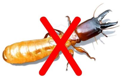 DIỆT MỐI TẬN GỐC GIÁ RẺ. CÔNG TY DIỆT MỐI ĐÔNG Á